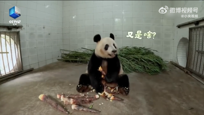 熊猫香香吃着吃着突然进入加载状态