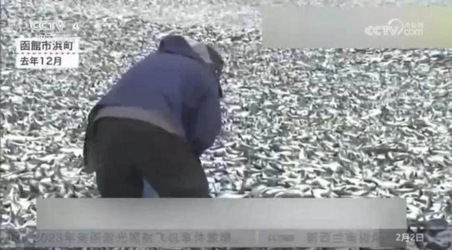 日本北海道海岸驚現大量魚鱗魚骨綿延約400米或與此前數千噸死魚有關