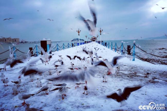 青岛：雪后海边海鸥翔集