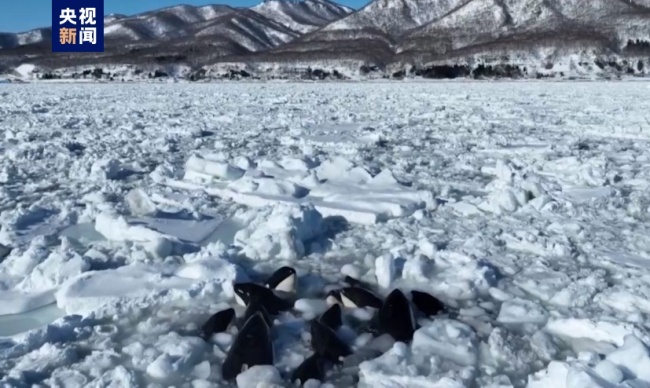 日本北海道10余头虎鲸被困浮冰