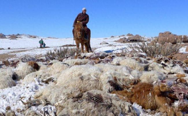 蒙古遭遇极寒灾害超60万头牲畜死亡！霸王级寒潮来袭