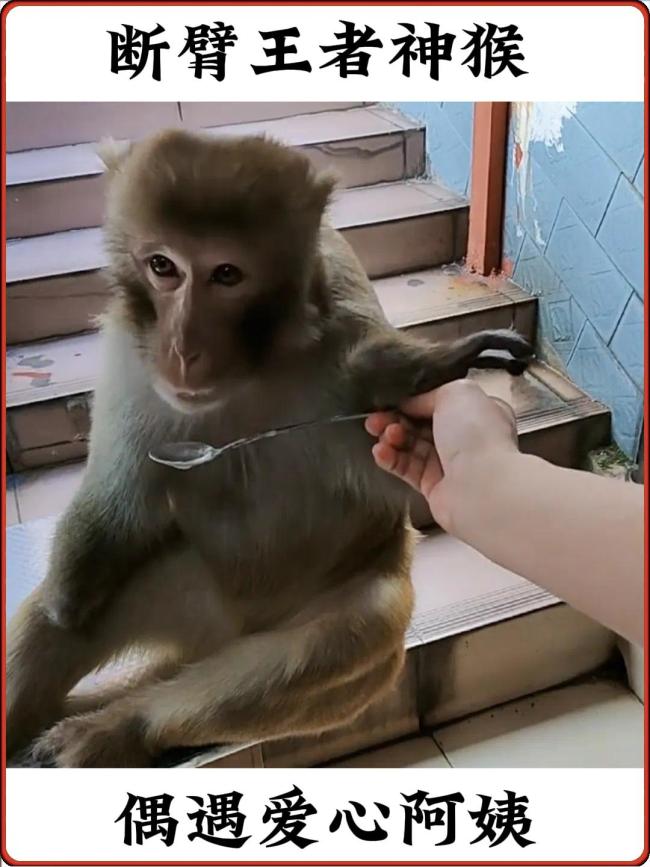 贵州网红猴子狂奔到山下阿姨家吃饭 不吃陌生人的食物