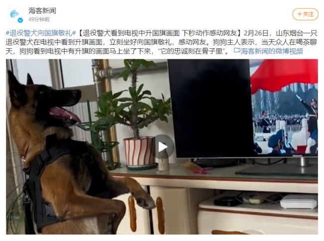 退役警犬看见升国旗正襟危坐