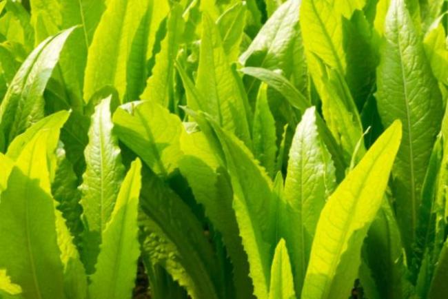 贡菜就是晒干的莴笋?看完弄懂二者区别_新闻频道_中华网