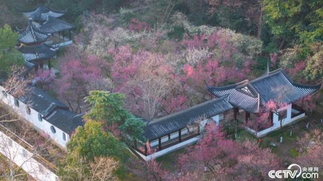 南京：雨花台风景区梅花绽放