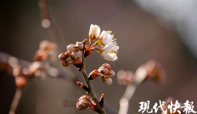 春暖花先知！南京鸡鸣寺路“消息树”开花了