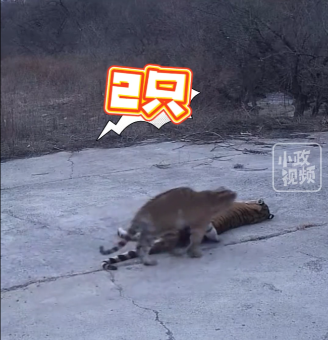 延边4只东北虎下山游荡一家4口在村民家门口嬉戏