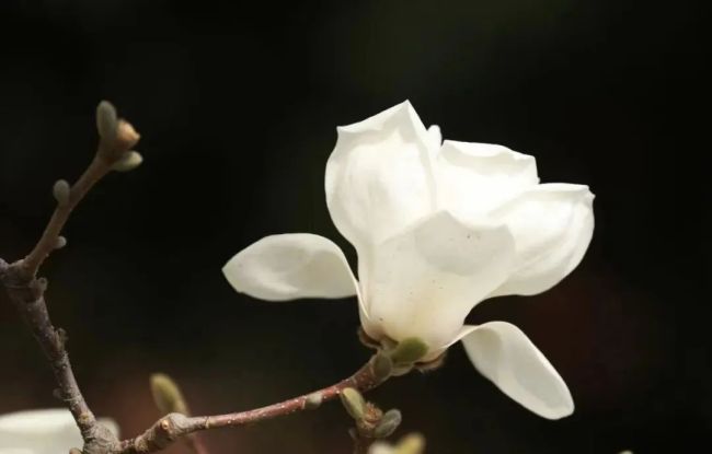 北京樱花和白玉兰何时开？花期预报请查收：3月23/24日