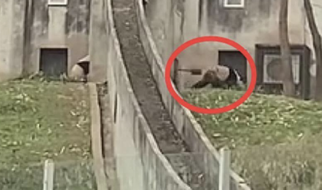 饲养员用铁锨驱打大熊猫被辞退