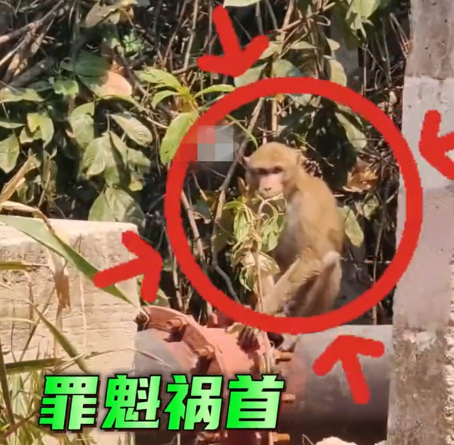 女孩被野猴咬伤,母亲:去打野猴还咬着不放_新闻频道_中华网