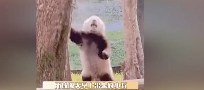 在大熊猫身上看到呼天抢地