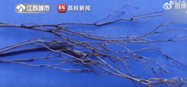 7人盗伐倒卖国家二级保护植物兴安杜鹃获刑