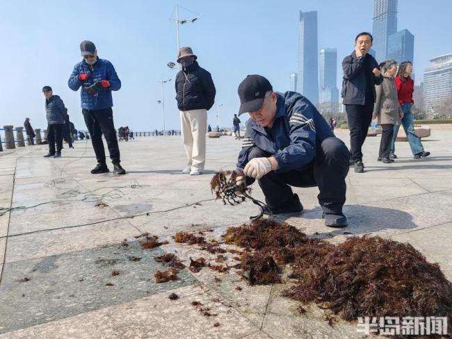 青岛大爷钓海菜 3个小时能钓五六斤