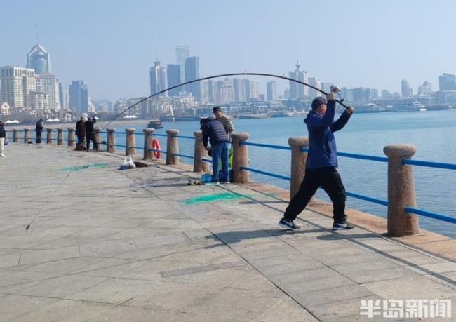 青岛大爷钓海菜 3个小时能钓五六斤