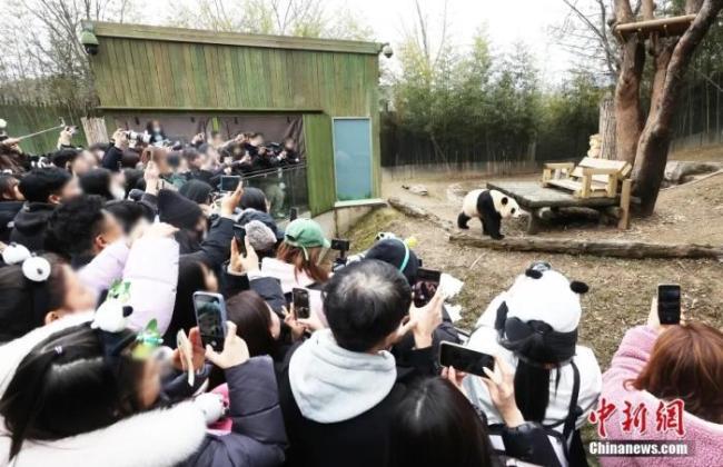 旅韩大熊猫“福宝”今日返回中国 你计划去看福宝吗？