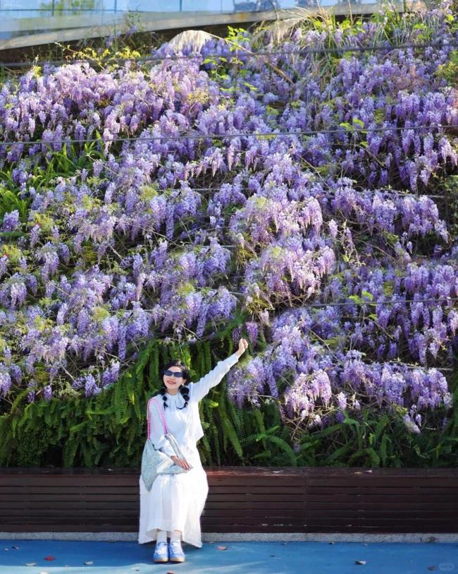 成都紫藤花墙如瀑布倾泻 清明假期迎来盛花期