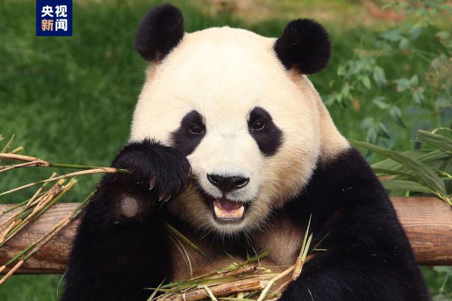 旅韩大熊猫“福宝”明天就要启程回国啦！