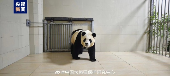 大熊猫“福宝”已顺利到家 状态良好