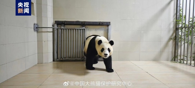 大熊猫“福宝”已顺利到家 状态良好