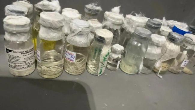 北京大兴机场海关在旅客行李物品中 查获57瓶寄生虫