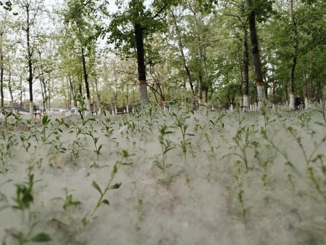 一般情况下,4月上旬,北京地区的毛白杨最先进入飞絮期,柳絮在杨絮飘飞