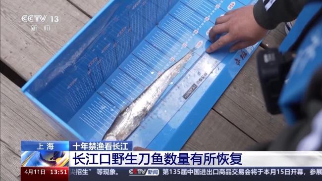 长江禁捕后餐桌上的刀鱼从哪儿来？：海刀上桌，全程溯源