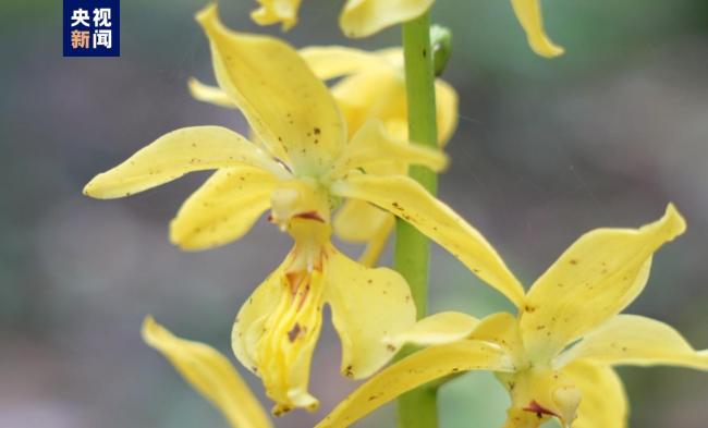 世界极危!植物界的“金丝猴”连续三年在江西开花