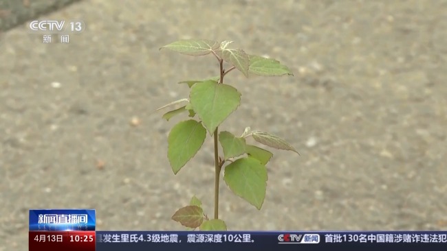 北京飞絮从哪儿来？有几轮高发期？