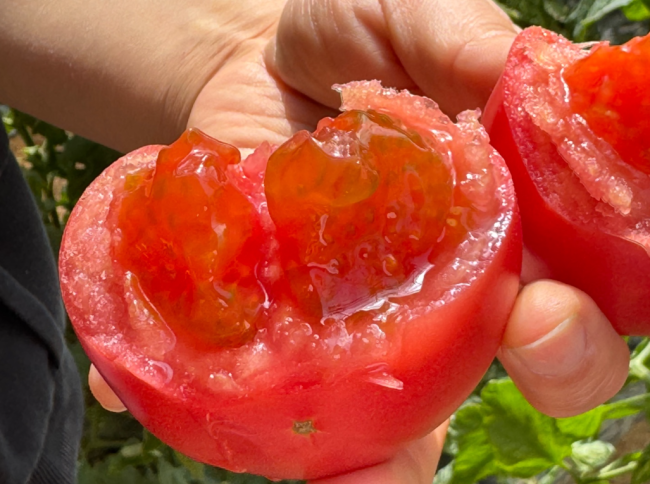 每天吃一个西红柿，高血压风险降低36%？怎么吃才正确！