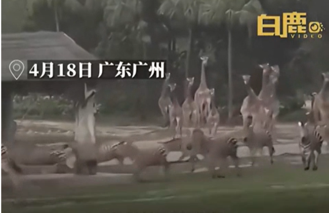 广州暴雨前夕野生动物园动物狂奔 场面十分壮观
