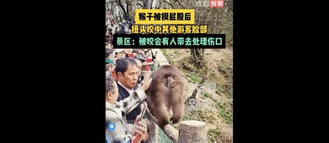 景区回应猴子被摸屁股咬伤游客 事件处置与疫苗协商进行中