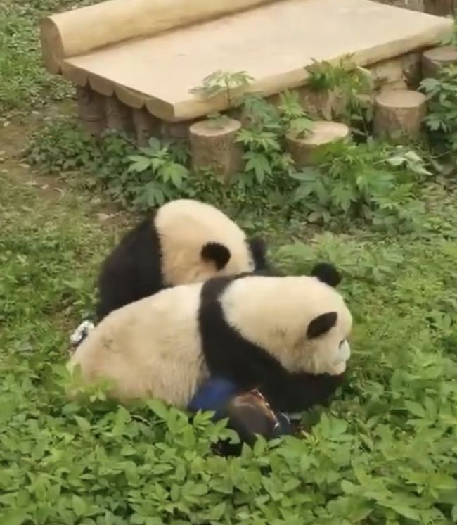 大熊猫扑倒保育员 动物园报平安：双方都未受伤害