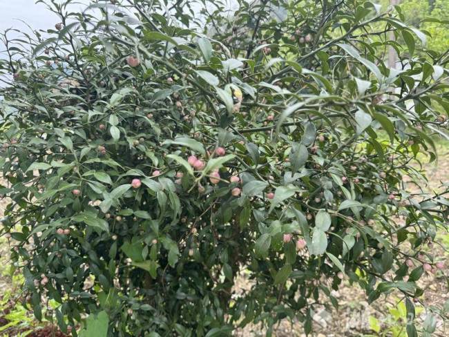 鹤峰发现一株柑橘界“祖先”宜昌橙 古老物种现踪迹