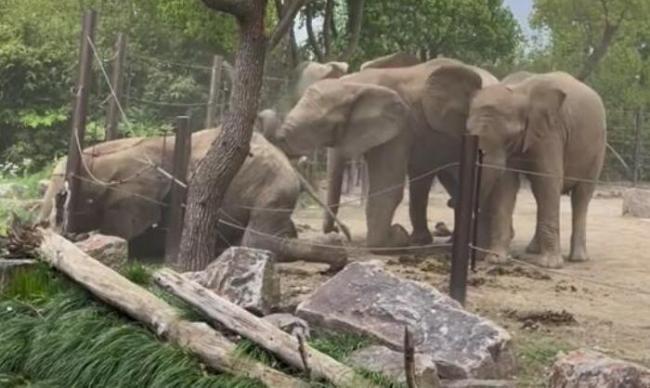 上海动物园游客围观大象打架