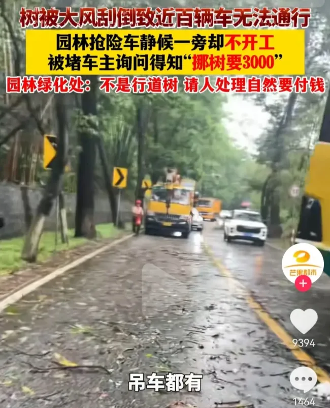大树被刮倒致堵车 园林称挪树要3千 网友热议费用高昂
