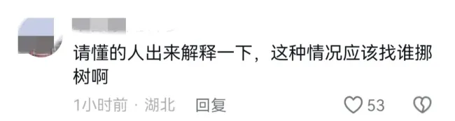 大树被刮倒致堵车 园林称挪树要3千 网友热议费用高昂