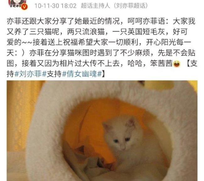 刘亦菲有在认真养她的小猫咪 温馨日常引热议