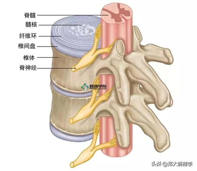 为啥您会腰背部疼痛？医生详解2个常见病因，以及如何自我应对！ 专业建议必读