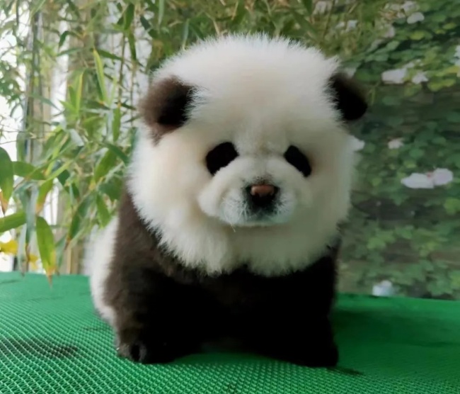 市监局回应泰州动物园熊猫犬走红