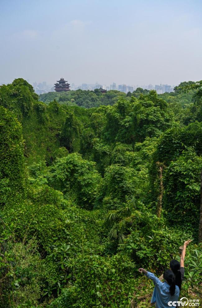 杭州：藤蔓覆蓋大片樹林 宛如“綠野秘境”
