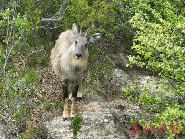 石家庄拍到二级保护动物中华斑羚