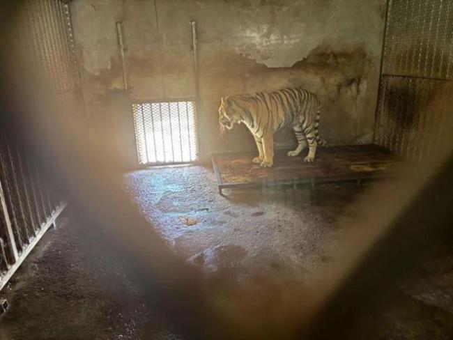 安徽一野生动物园20只东北虎死亡
