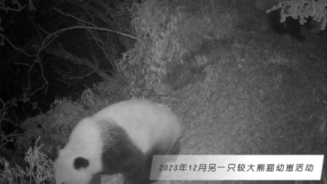 这里的野生大熊猫再添新成员 生态向好频现母子同框