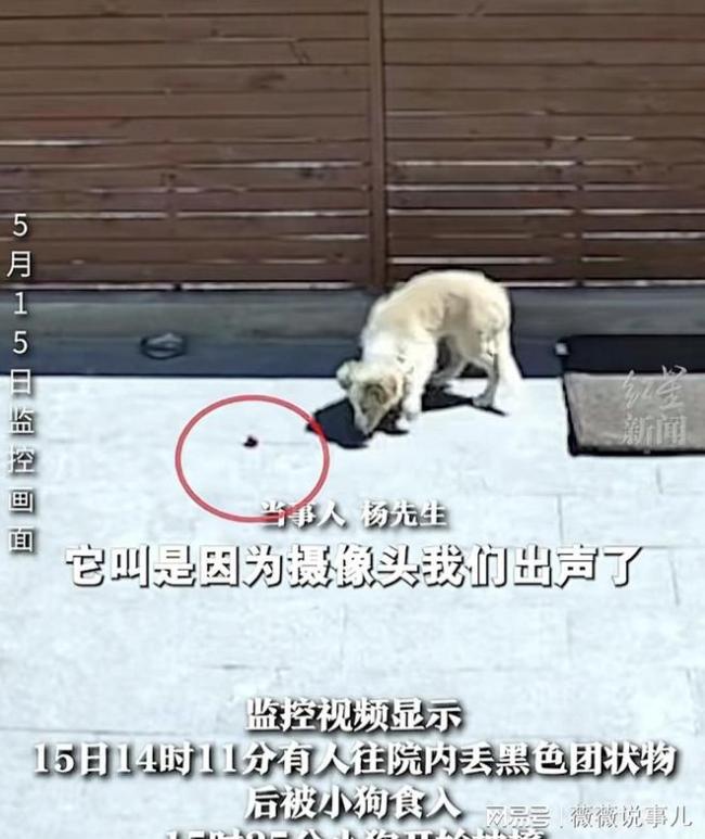 男子两只宠物犬被人隔墙毒死 邻里矛盾引悲剧