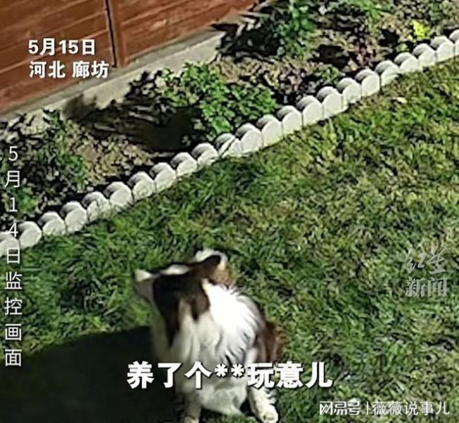 男子两只宠物犬被人隔墙毒死 邻里矛盾引悲剧