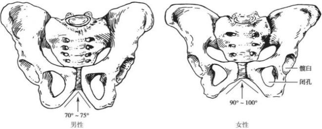 男性和女性的骨盆形态有所区别 / [4]