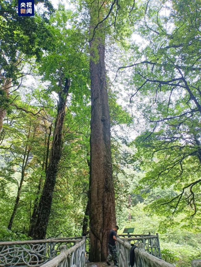 云南首次对野生濒危植物小果榆开展种子采集保护