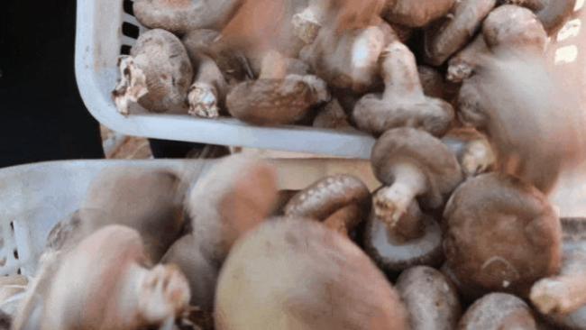 宁波大学宠学生把动物园搬进校园 鲜味担当香菇如何养成