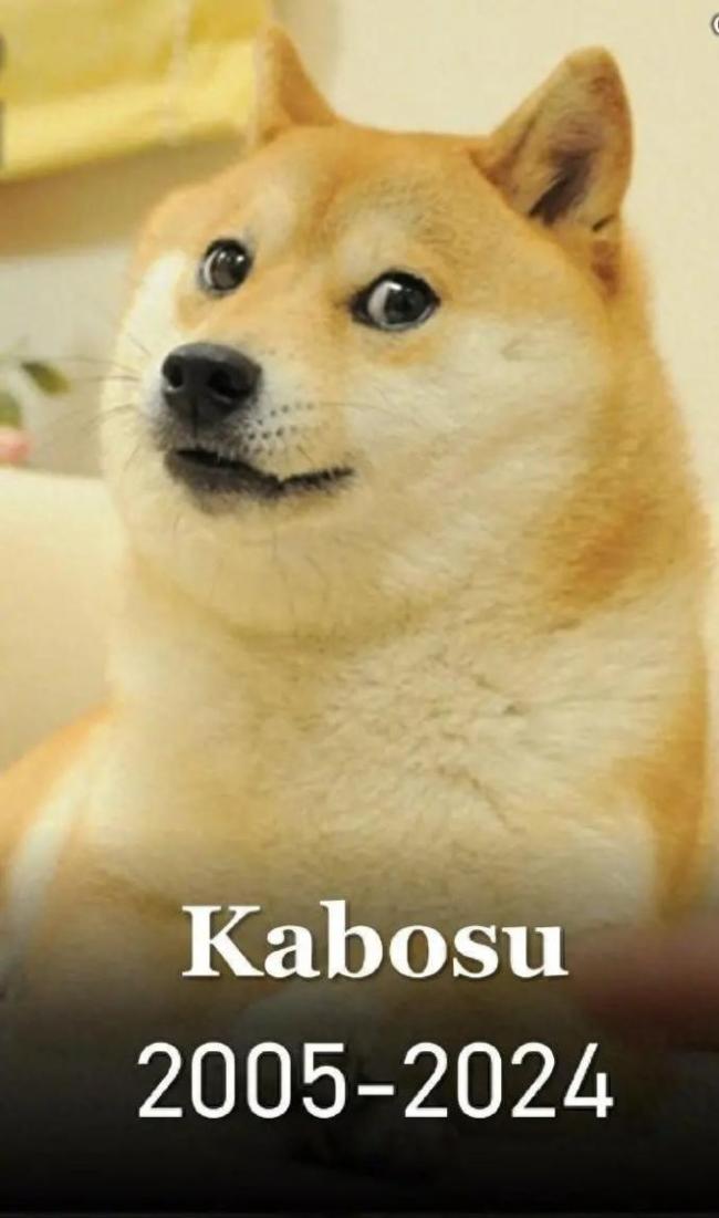 神烦狗表情包原型去世 网红柴犬kabosu终年18岁