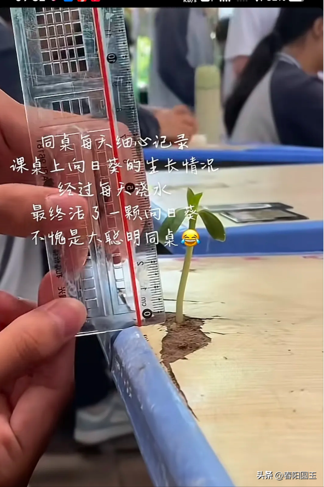 学生在课桌破损处放了颗向日葵种子 萌芽的力量，绽放希望